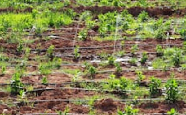 Irrigation au Maroc : quand le pilier de l’agriculture vacille sous le poids des subventions impayées