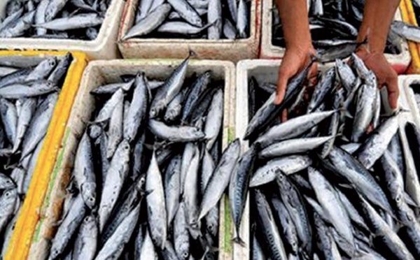 Sardine sous pression : pourquoi Rabat ferme le robinet des exportations pour protéger le marché intérieur