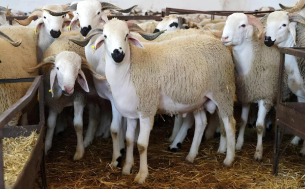 Reconstitution du cheptel national : 5,2 MMDH débloqués après l’identification de 32,3 millions de têtes