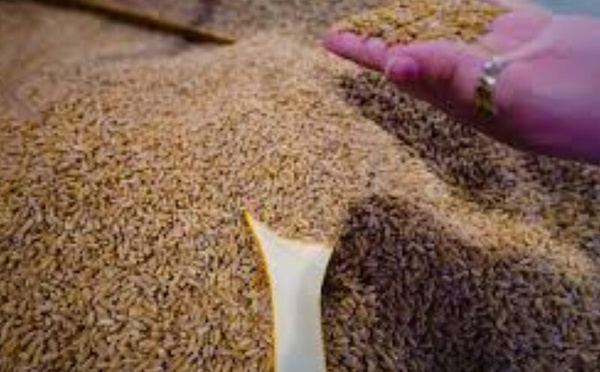 Le Maroc confirme sa place de poids dans les importations de blé américain en Afrique en 2025