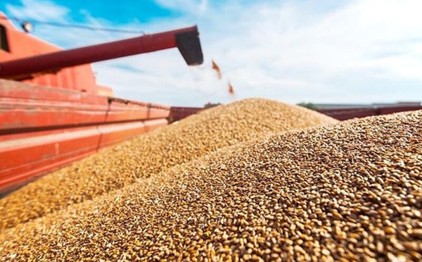 Blé américain : 61.700 tonnes importées par le Maroc en 2025