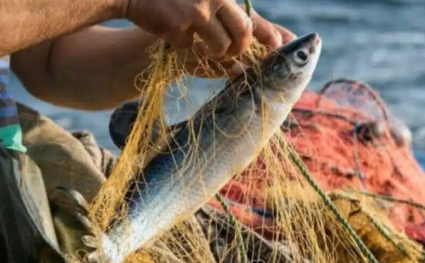 Pêche UE-Maroc : vers un nouveau pacte durable ou un retour incertain des chalutiers européens ?