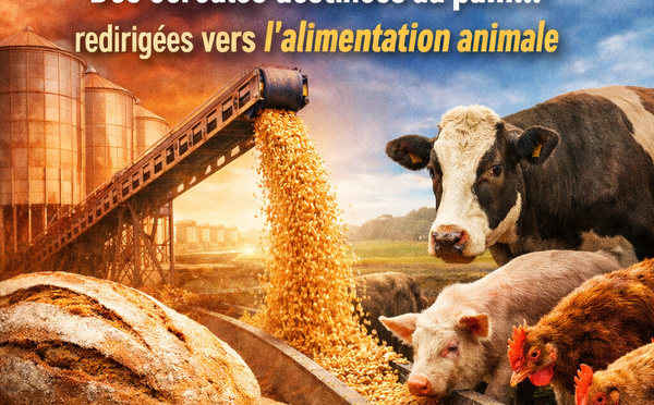 Subventions détournées : des céréales destinées au pain redirigées vers l’alimentation animale