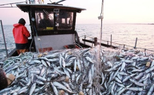 Sardine : Un bouclier anti-inflation déployé avant le mois sacré