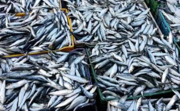 Ramadan 2026 : mesures préventives pour assurer la stabilité des prix du poisson et de la sardine