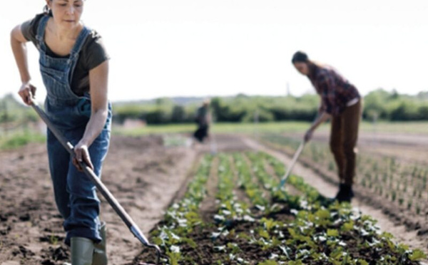 Agriculture marocaine : l’hémorragie de l’emploi rural au cœur d’un modèle à bout de souffle