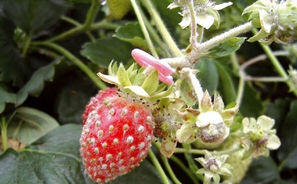 Inondations au Loukkos : les fruits rouges sous l’eau, l’export en danger immédiat