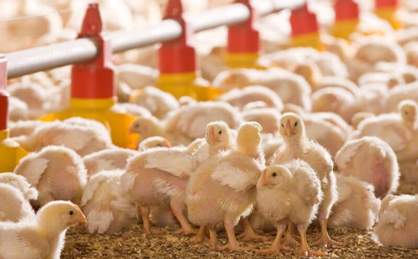 Aviculture au Maroc : la surproduction fait chuter les prix
