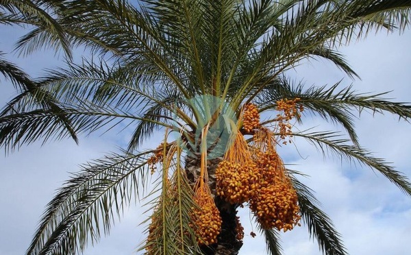Palmier dattier : le retour des pluies ravive l’espoir d’une autosuffisance nationale