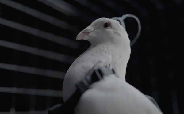  Neurotechnologie : la Russie à l'avant-garde de la fusion entre biologie et cybernétique