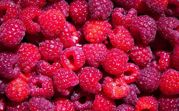 64 700 tonnes : le Maroc voit rouge… framboise