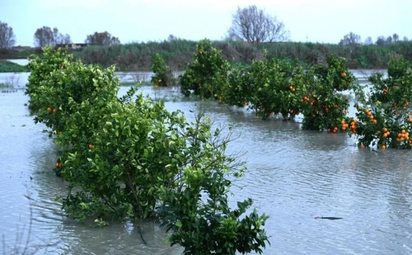 Intempéries au Gharb : la filière agrumicole menacée