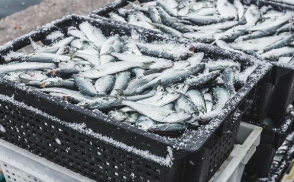 Ramadan : une offre exceptionnelle de sardines congelées à 13 dirhams pour contenir la flambée des prix