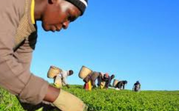 VunaPay révolutionne l’agriculture au Kenya