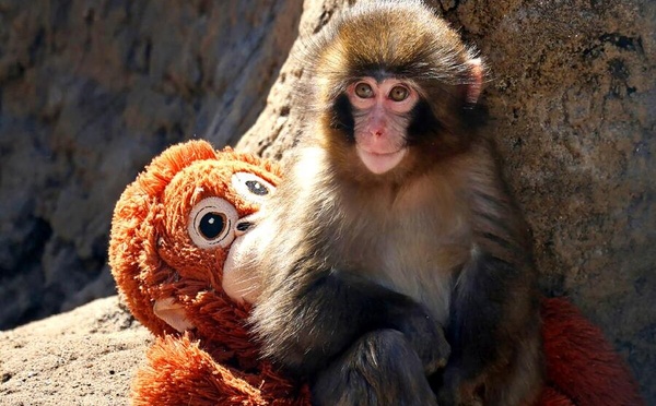 Punch, le bébé singe qui a adopté Internet (et nos cœurs au passage)