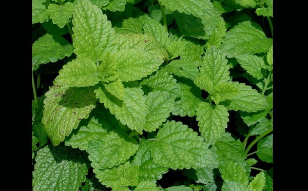 Santé cognitive: la mélisse montre un potentiel dans les compléments pour le cerveau