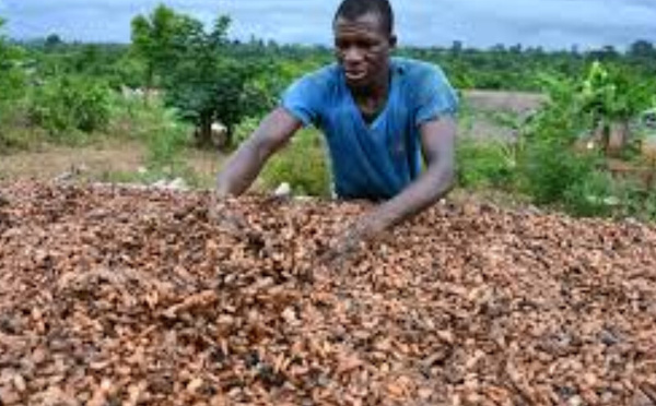 Exportations de cacao ivoirien : le Brésil met le frein