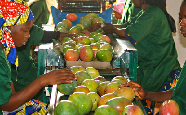 Le Maroc s’attend à une arrivée massive de mangues du Mali, avec des baisses de prix en perspective