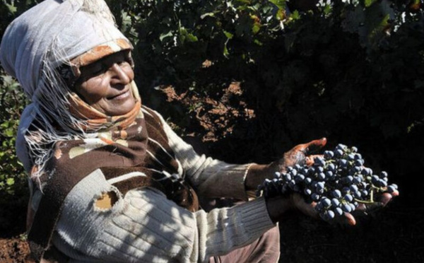 Terroirs en mutation : Le raisin de table éclipse le vin au Maroc