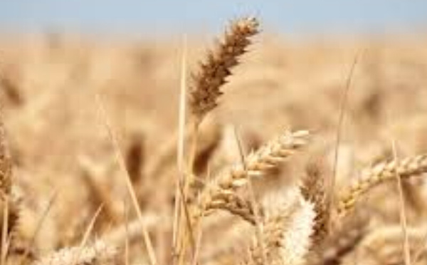 Blé : le Nigéria prépare un record d’importations