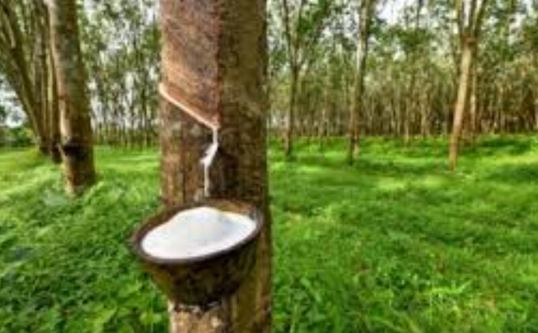 Côte d’Ivoire : du caoutchouc naturel aux pneus africains