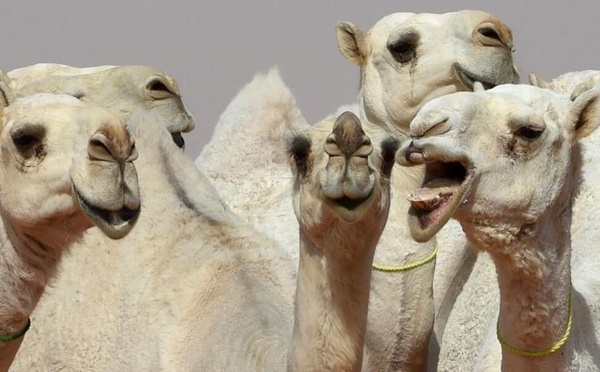 Chameaux au Botox : le désert en mode chirurgie esthétique