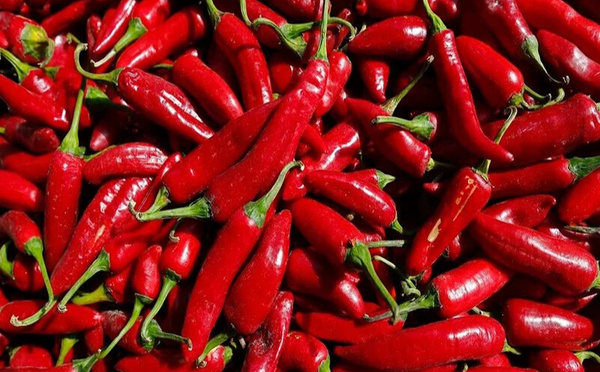 Agriculture : Le Maroc exporte 181 440 tonnes de piments vers l'UE
