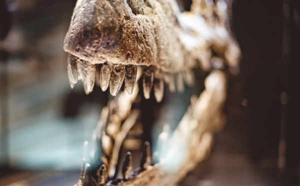 Pluridens imelaki, le prédateur marin vieux de 66 millions d’années, identifié au Maroc