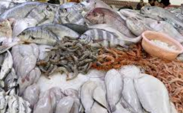 Farine de poisson : le Maroc s’impose en Europe