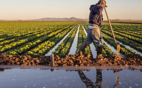 Agriculture : Une relance spectaculaire de 15% attendue en 2026