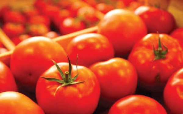 Tomates : le Maroc accorde 750 DH par tonne pour soutenir les exportations hors UE