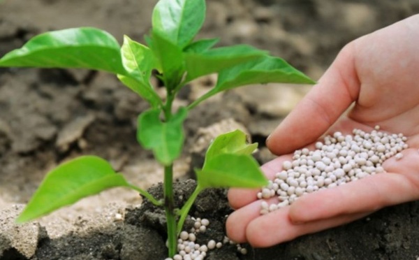 Engrais : Fitch anticipe une hausse des intrants, les phosphates du Maroc résistent