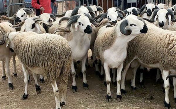 Cheptel national : contrôle lancé avant le paiement final des aides éleveurs