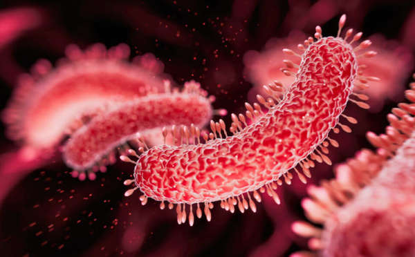 Tuberculose au Maroc : plus de la moitié des malades touchés hors poumons