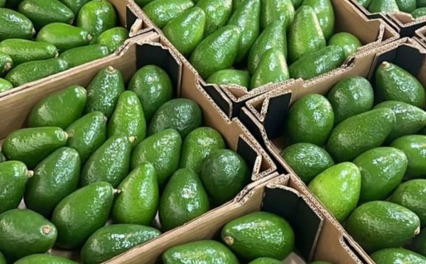 Avocat marocain : une campagne sous tension qui fragilise les exportations