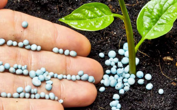 Engrais marocains : 2025, l’année du record européen !