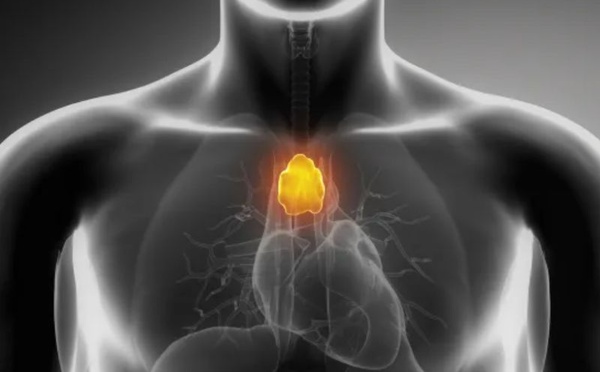 Le thymus, baromètre de longévité : moins de cancers, moins d’infarctus