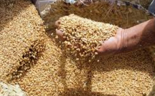 Céréales et sucre : le Maroc en première ligne