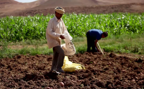 Souss-Massa : lancement de 10 projets d’agriculture solidaire