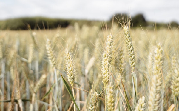 Importations céréales : le Maroc vise 30 millions de quintaux