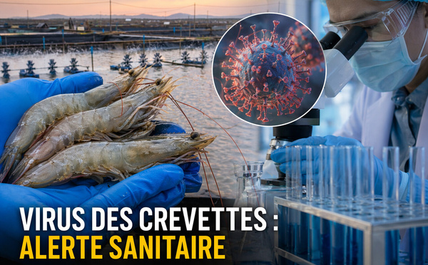Virus des crevettes : l’alerte est sérieuse, le mot “pandémie” est encore trop fort Il faut se méfier des emballements. 