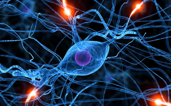 Maladie de Parkinson : une découverte sur le microbiote intestinal ouvre la voie à un diagnostic révolutionnaire.