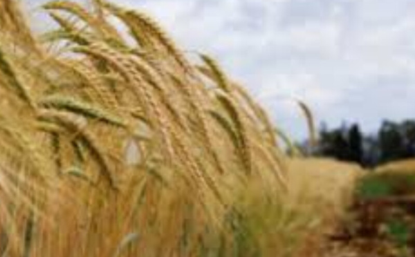 Céréales : Vers 90 millions de quintaux, un soulagement… pas encore une sécurité