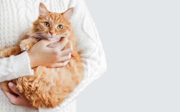 Au Japon, une avancée douce pour prolonger la vie des chats