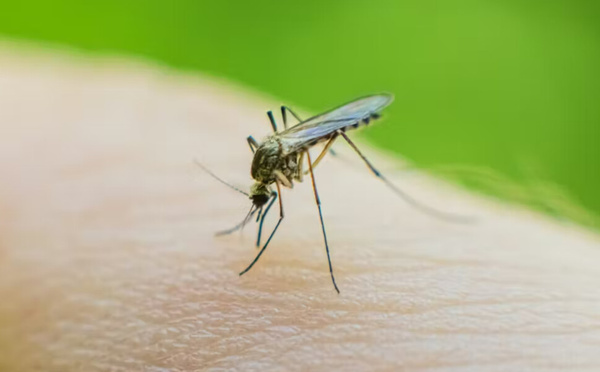 Tiques, moustiques : le risque de maladies vectorielles augmente-t-il au printemps ?