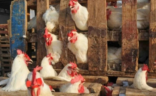 Le Maroc autorise l’importation de volailles portugaises pour répondre à la demande intérieure