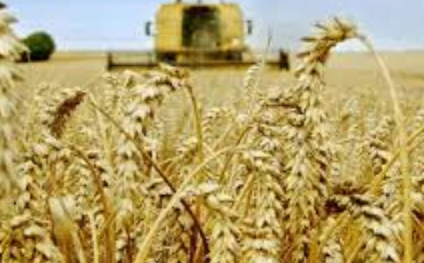 Campagne céréalière record : Bonne nouvelle agricole, mauvaise illusion stratégique ?