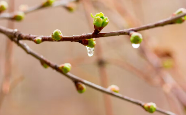La gemmothérapie : quand les bourgeons de plantes deviennent des alliés naturels pour la santé