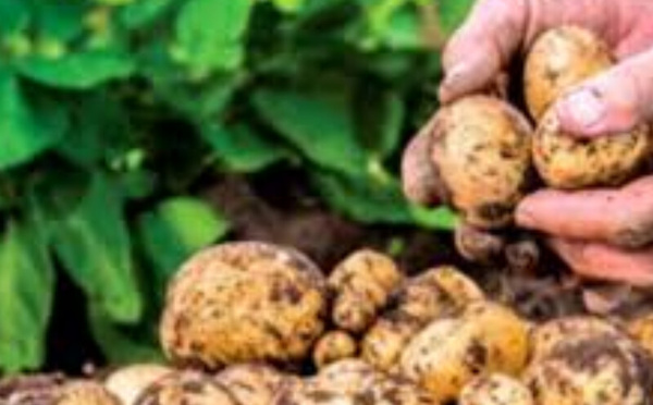 Larache relance la pomme de terre