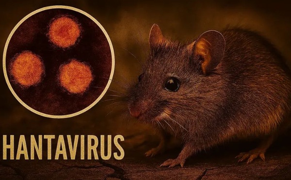 Hantavirus : symptômes précoces, transmission et mesures préventives